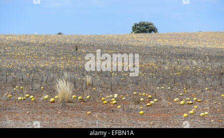 Riz sauvage Les melons (Cucumis myriocarpus), l'Australie du Sud Banque D'Images