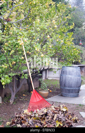 Râteau sur tas de feuilles en appui sur Lemon Tree. Banque D'Images