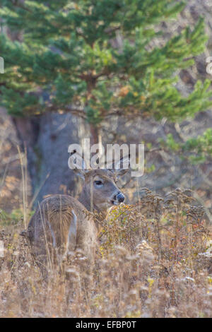 Un Les cerfs de Doe se trouve dans un champ en jachère à l'automne. Banque D'Images