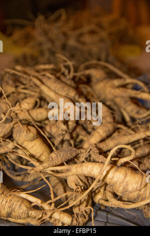 Un tas de Ginseng être séché. Banque D'Images