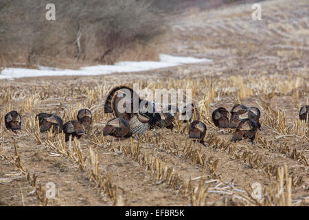 Le Dindon sauvage de l'Est et de la béquille gobblers show off pour un groupe de poules à la fin de l'hiver. Banque D'Images