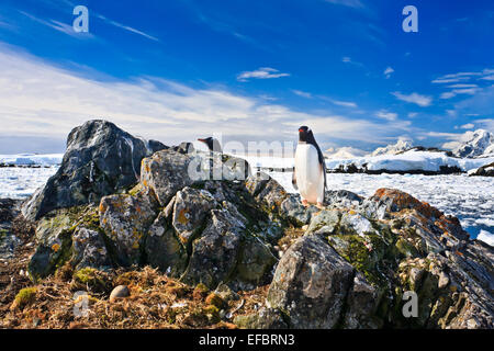 Penguin protège son nid Banque D'Images