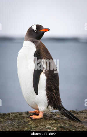 Penguin debout sur un pilier en pierre Banque D'Images