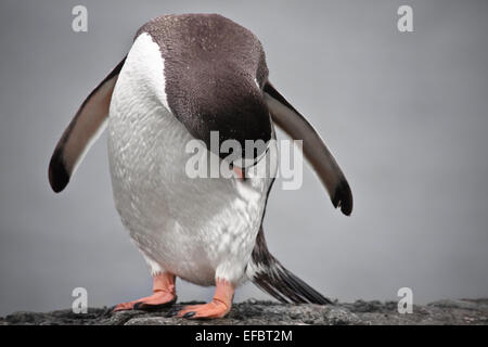 Penguin sur un pilier en pierre Banque D'Images