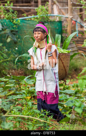 Long cou femme birmane Padong Karen au village près de Chiang Rai, Thaïlande, transportant un panier de légumes Banque D'Images