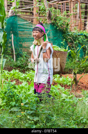 Long cou femme birmane Padong Karen au village près de Chiang Rai, Thaïlande, transportant un panier de légumes Banque D'Images