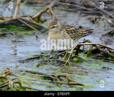 Sharp Tailed Sandpiper. Banque D'Images