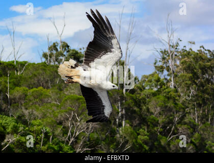 L'aigle de mer Swooping. Banque D'Images