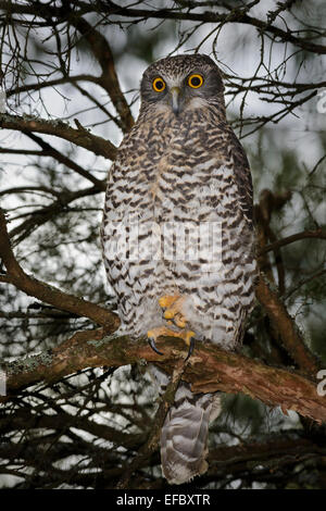 Hibou puissant au roost de jour. Banque D'Images