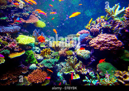 L'aquarium de Singapour Banque D'Images