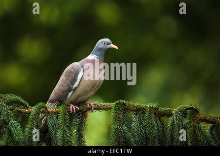 Bois commun pigeon (Columba palumbus) Banque D'Images