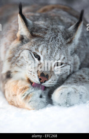 Les pattes dans la neige nettoyage Lynx Banque D'Images