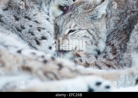 Deux lynx dans la neige fourrure nettoyage Banque D'Images