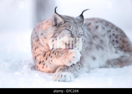 Les pattes dans la neige nettoyage Lynx Banque D'Images