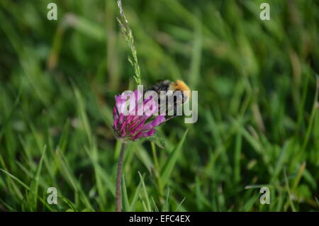 Abeille sur fleur de trèfle Banque D'Images