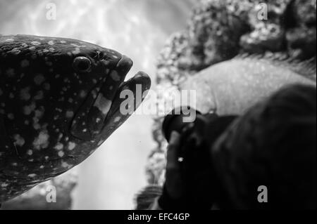 Un mérou géant montres un touriste en tenant sa photographie dans un aquarium de Tokyo, Japon Banque D'Images