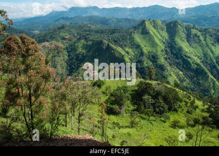 Avis d'Adam's Peak.green scenery.Hill,montagne,montage.Ella Gap. Banque D'Images