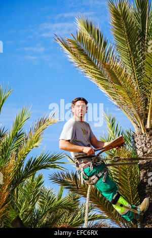 Tree Surgeon accrochée à la corde et clampons parage palmier dans le soleil d'hiver, Benidorm, Costa Blanca, Espagne Banque D'Images