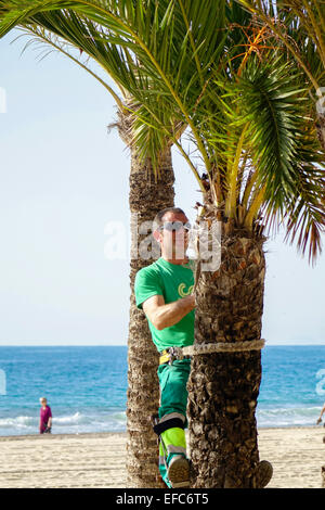 Tree Surgeon accrochée à la corde et clampons parage palmier dans le soleil d'hiver, Benidorm, Costa Blanca, Espagne Banque D'Images