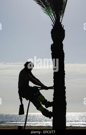 Tree Surgeon accrochée à la corde et clampons parage palmier dans le soleil d'hiver, Benidorm, Costa Blanca, Espagne Banque D'Images