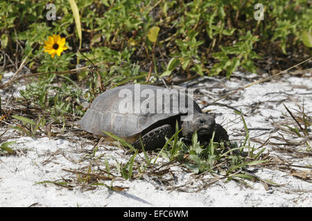 Gopher Tortue Floride Banque D'Images