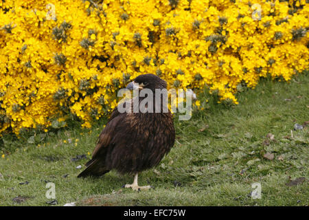 Îles Falkland Caracara strié Banque D'Images