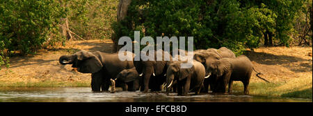 Animaux de reproduction de l'éléphant sauvage d'alcool et de jouer, submergés et de s'éclabousser dans les eaux fraîches s'amuser Banque D'Images