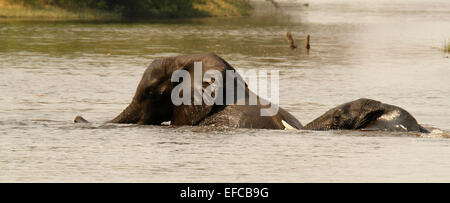 Deux éléphants d'Afrique submergée rolling & jouant dans le Delta de l'Okavango au Botswana, safari wildlife humide Banque D'Images