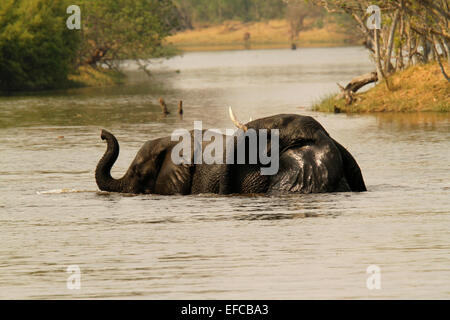 Deux éléphants d'Afrique submergée vous détendre dans la fraîcheur de l'eau humide joyeusement mettre la tête sur l'arrière de l'autre, le tronc recroquevillé Banque D'Images