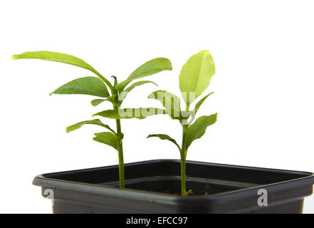 Peu de végétaux de citrus croissant dans une casserole noir isolé sur fond blanc Banque D'Images