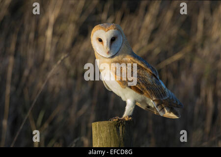 Effraie des clochers (Tyto alba) perché sur piquet dans la lumière du soir, Norfolk, Angleterre Banque D'Images