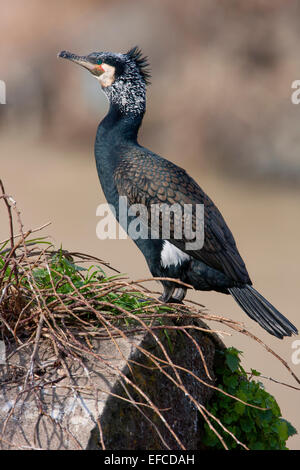 Grand Cormoran en plumage nuptial Banque D'Images