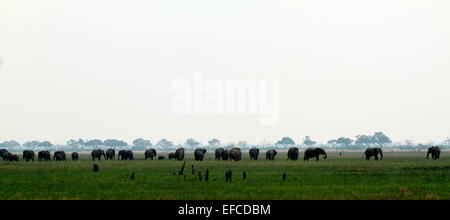 Un énorme troupeau d'éléphants d'un pâturage dans les vastes plaines de l'Afrique. Les familles d'éléphants grandir & apprendre ensemble Banque D'Images