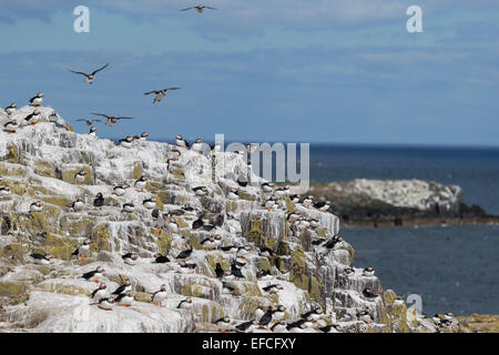 Colonie de macareux sur les îles Farne Banque D'Images