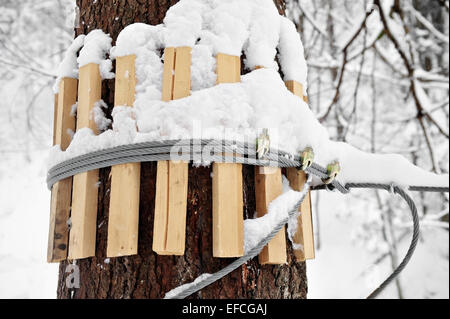 Câble fer ancrée sur un tronc d'arbre en hiver Banque D'Images