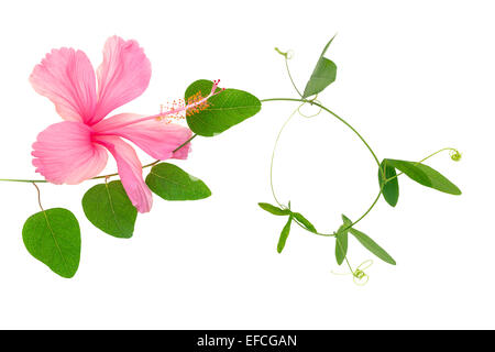 Belle brindille verte de la passiflore et de l'hibiscus rose libre est isolé sur fond blanc Banque D'Images