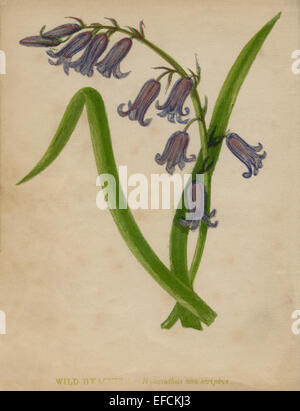 Wild Hyacinth Hyacinthus (non-scriptus) chromolithographie Artiste : Anne Pratt "Fleurs sauvages"1852 Banque D'Images