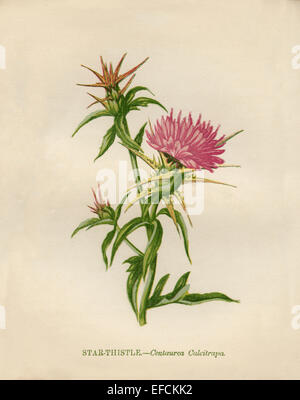 Chardon (Centaurea calcitrapa Star) chromolithographie Artiste : Anne Pratt "Fleurs sauvages"1852 Banque D'Images