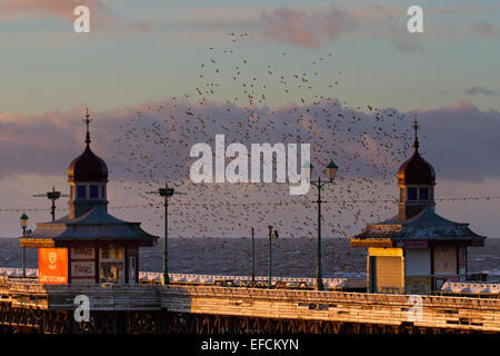 Oiseaux en vol, voler dans les nuages les volées d'Étourneaux à Blackpool, Lancashire, Royaume-Uni. Starling murmuration au coucher du soleil. L'un des grands spectacles d'oiseaux de l'hiver est l'étourneau' roost pré-assemblée. Avant de s'installer pour la nuit, des bandes de ces oiseaux grégaires autour d'un seul coup jusqu'à ce qu'il y a une énorme masse noire tourbillonnante. Au cours de l'hiver jusqu'à un million d'oiseaux, swarm, tourbillonner, shift, agiter et enrouler comme un déménagement, tout en effectuant une acrobatie aérienne. ce ballet au crépuscule est un phénomène connu sous le nom de repos murmuration Starling. Banque D'Images