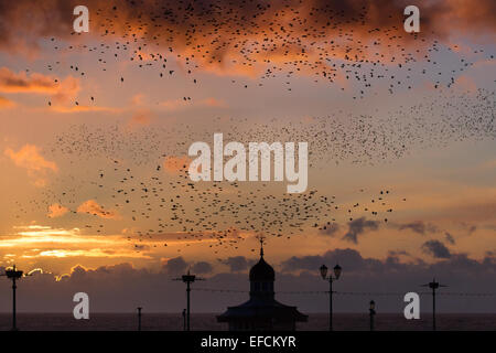 Oiseaux en vol, voler dans les nuages les volées d'Étourneaux à Blackpool, Lancashire, Royaume-Uni. Starling murmuration au coucher du soleil. L'un des grands spectacles d'oiseaux de l'hiver est l'étourneau' roost pré-assemblée. Avant de s'installer pour la nuit, des bandes de ces oiseaux grégaires autour d'un seul coup jusqu'à ce qu'il y a une énorme masse noire tourbillonnante. Au cours de l'hiver jusqu'à un million d'oiseaux, swarm, tourbillonner, shift, agiter et enrouler comme un déménagement, tout en effectuant une acrobatie aérienne. ce ballet au crépuscule est un phénomène connu sous le nom de repos murmuration Starling. Banque D'Images