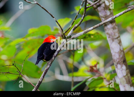 Un mâle Red-capped Manakin (Ceratopipra mentalis). Belize, en Amérique centrale. Banque D'Images