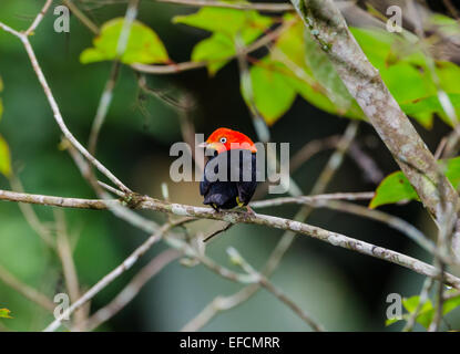 Un mâle Red-capped Manakin (Ceratopipra mentalis). Belize, en Amérique centrale. Banque D'Images