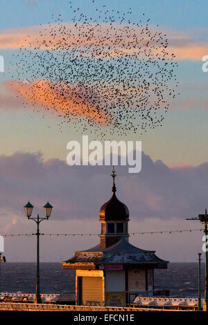 Oiseaux en vol, voler dans les nuages les volées d'Étourneaux à Blackpool, Lancashire, Royaume-Uni. Starling murmuration au coucher du soleil. L'un des grands spectacles d'oiseaux de l'hiver est l'étourneau' roost pré-assemblée. Avant de s'installer pour la nuit, des bandes de ces oiseaux grégaires autour d'un seul coup jusqu'à ce qu'il y a une énorme masse noire tourbillonnante. Au cours de l'hiver jusqu'à un million d'oiseaux, swarm, tourbillonner, shift, agiter et enrouler comme un déménagement, tout en effectuant une acrobatie aérienne. ce ballet au crépuscule est un phénomène connu sous le nom de repos murmuration Starling. Banque D'Images