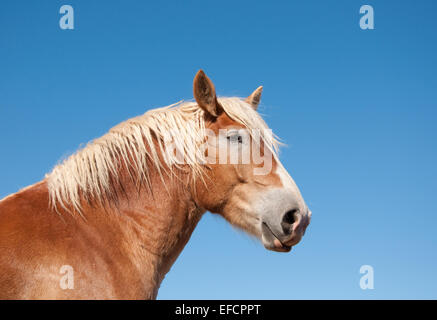 Superbe cheval de trait belge contre le ciel bleu Banque D'Images