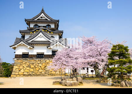 Akita, Japon à Hikone Casle dans la saison du printemps. Banque D'Images