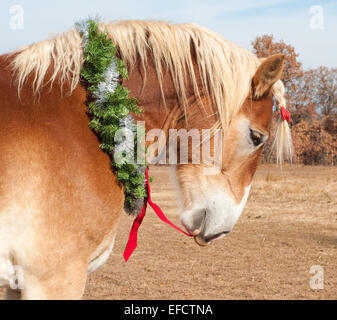 Cheval de Trait Belge tirant son arc rouge de sa couronne de Noël avec sa bouche Banque D'Images