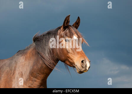Belle Baie foncé cheval arabe à sun contre dark storm clouds Banque D'Images