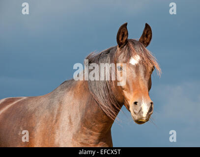 The Bay horse contre dark storm clouds Banque D'Images