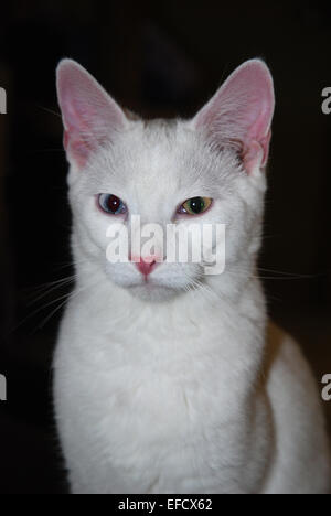 Chat blanc aux yeux impairs assis sur fond noir Banque D'Images