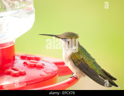 Beau mâle juvénile Hummingbird assis sur un chargeur Banque D'Images